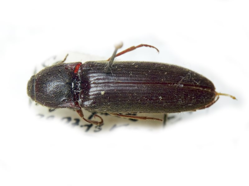 Elateridae Leach, 1815